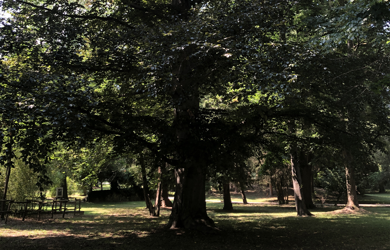 restauro del giardino