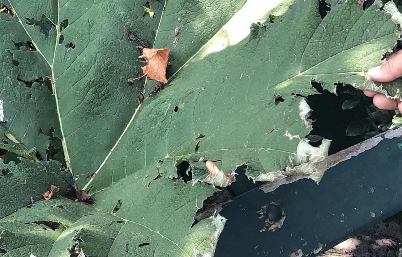 restauro del giardino