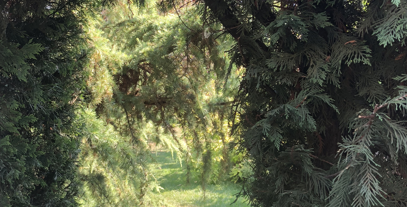 restauro del giardino